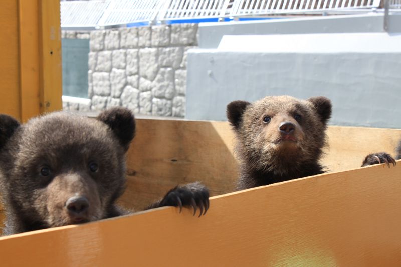 洞爺湖 溫泉 昭和新山熊牧場(Showashinzan Kumabokujo) 北海道動物園 熊 北海道馬油 北海道溫泉 洞爺湖溫泉旅館 mapcode 地址