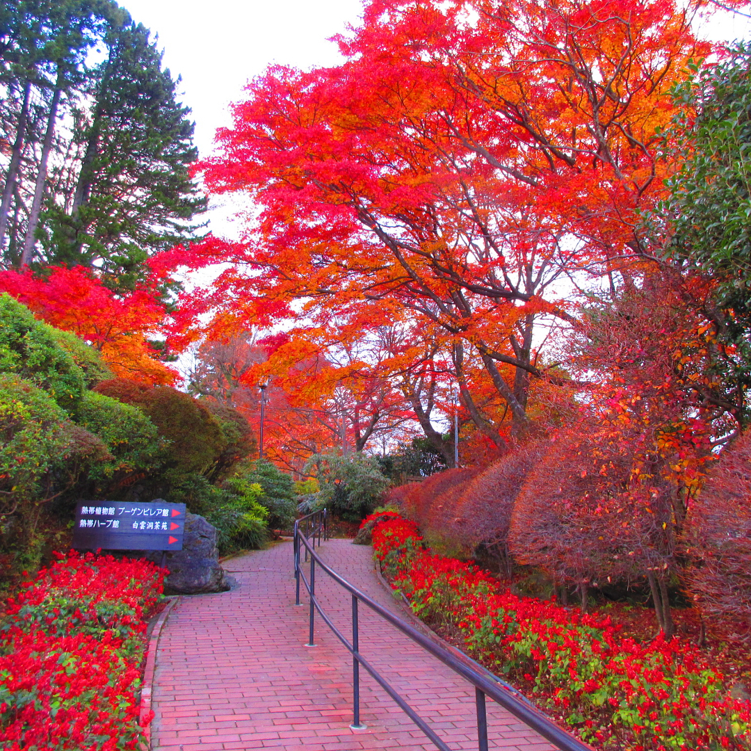 東京近郊自由行！箱根必玩必食懶人包［景點篇］箱根強羅公園