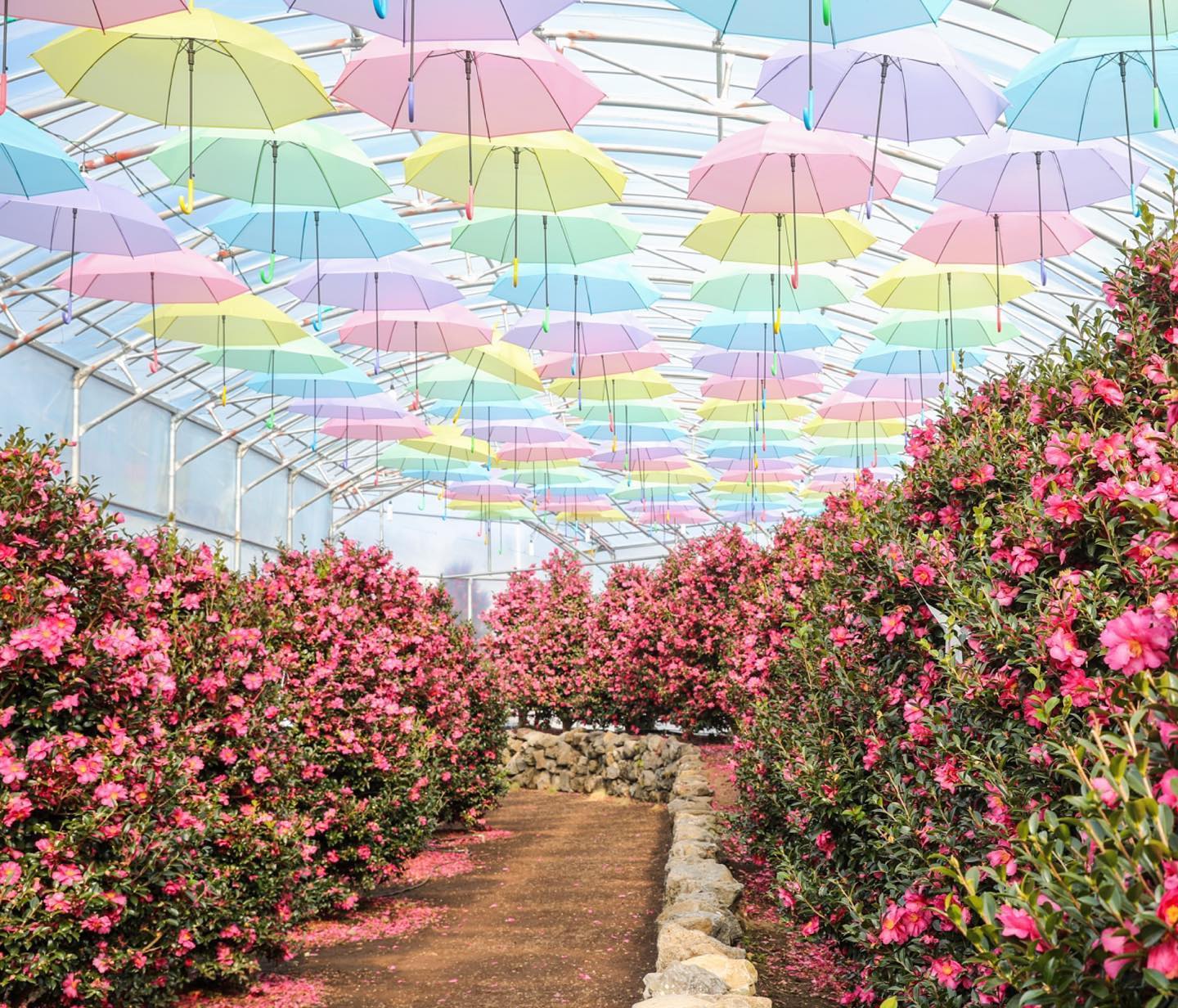 休愛里自然生活公園(Hueree Nature Park;휴애리자연생활공원)韓國山茶花 山茶花 韓國12月 韓國1月 山茶花之丘 Camellia Hill 카멜리아힐 濟州島 韓國賞花 韓國賞花景點 韓國好去處 韓國慶典 韓國必去 韓國 花 韓國打卡
