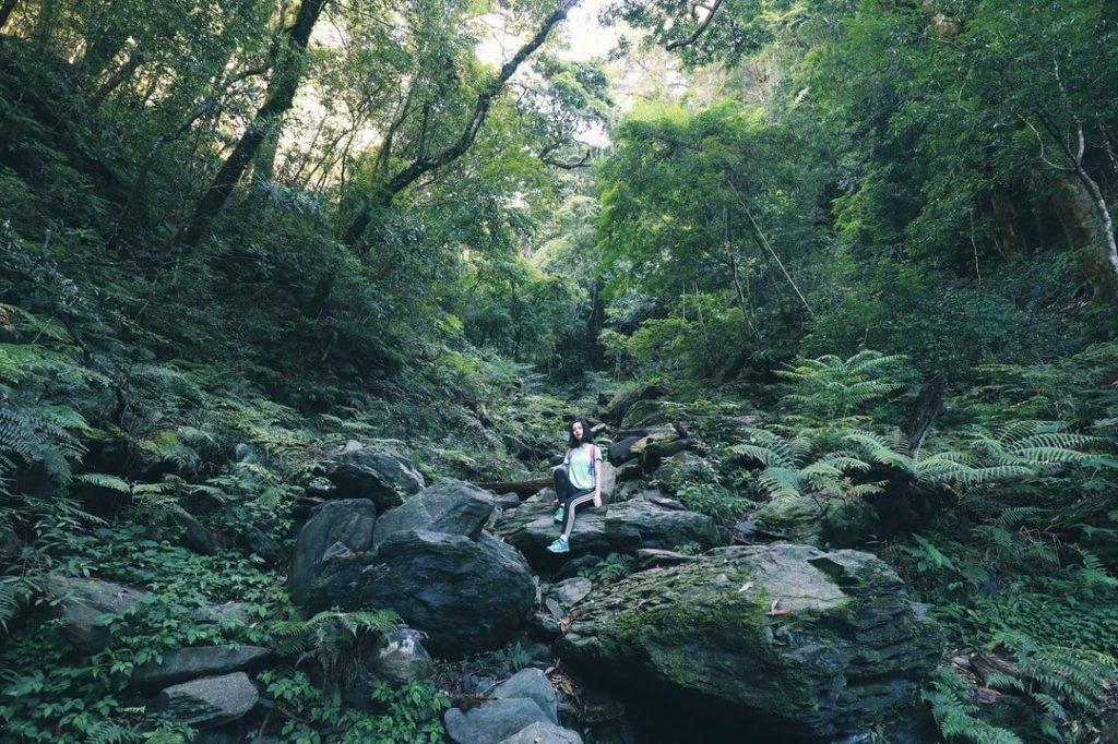 司馬庫斯巨木群步道