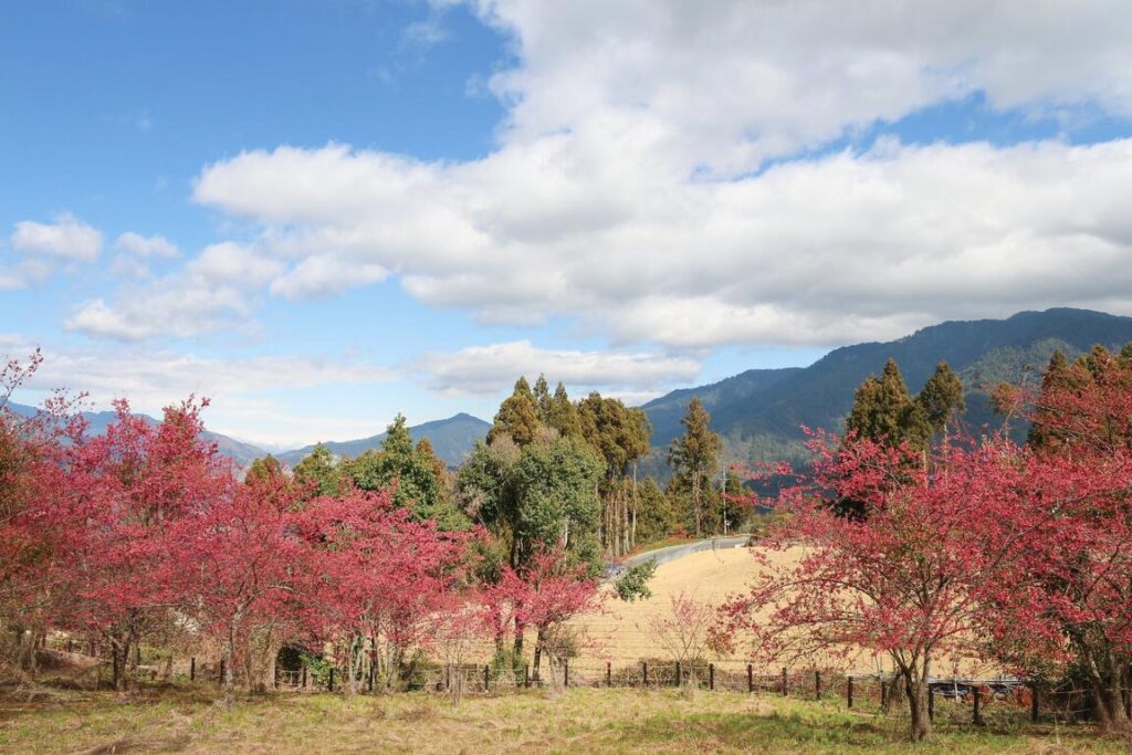 台灣櫻花地點 - 福壽山千櫻園