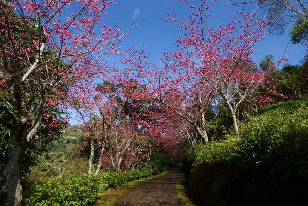 台灣櫻花地點 - 台東太麻里青山農場