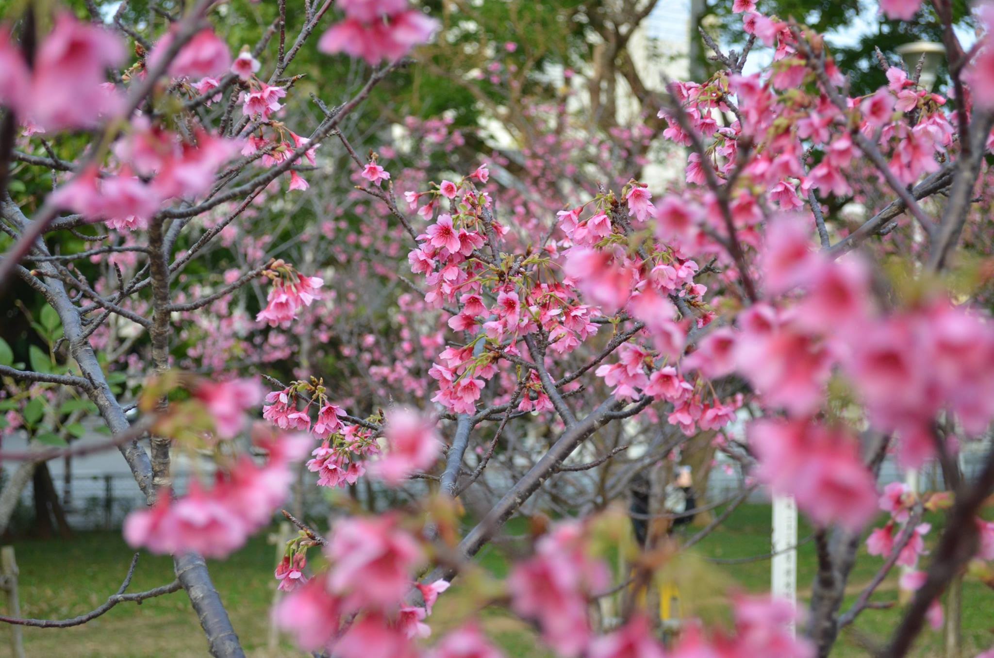那霸美麗櫻花祭(那覇美らさくらまつり)|沖繩冬天 沖繩好去處 沖繩櫻花 沖繩景點 沖繩1月 沖繩2月 沖繩櫻花祭 八重岳櫻花祭 沖繩本部櫻花祭