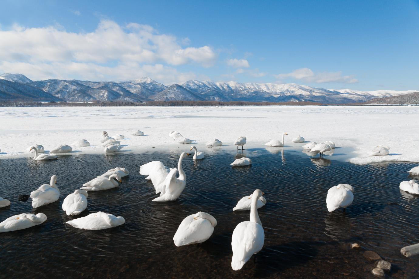 屈斜路湖 天鵝湖｜北海道 Hokkaido 北海道自由行 北海道行程 北海道景點 北海道道東景點 北海道道東行程 道東三湖 阿寒湖 Lake Akan 摩周湖 Lake Mashu 屈斜路湖 Lake Kussharo