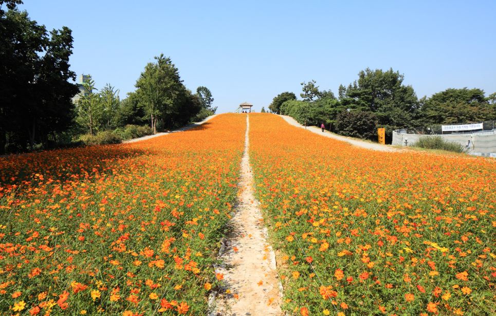 韓國波斯菊 波斯菊 韓國9月 首爾 奧林匹克公園 올림픽공원 韓國賞花 韓國賞花景點 韓國好去處 韓國慶典 韓國必去 韓國 花 韓國打卡