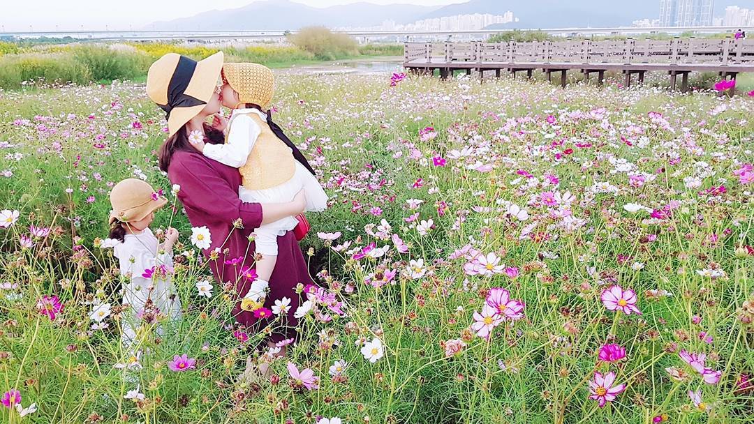 韓國波斯菊 波斯菊 韓國9月 首爾 奧林匹克公園 올림픽공원 韓國賞花 韓國賞花景點 韓國好去處 韓國慶典 韓國必去 韓國 花 韓國打卡