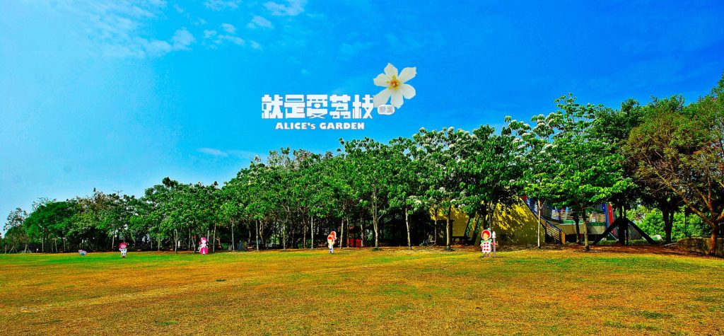 彰化桐花 彰化油桐花 彰化賞桐花 彰化桐花時間 彰化桐花季節 彰化桐花5月 就是愛荔枝樂園