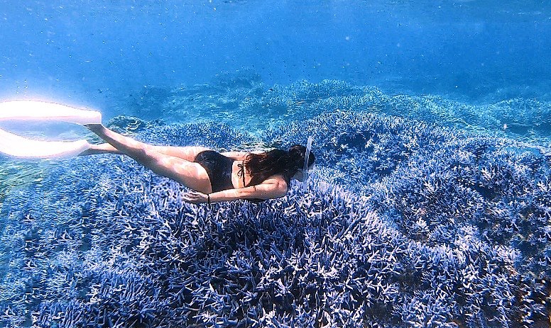 澎湖水下薰衣草森林