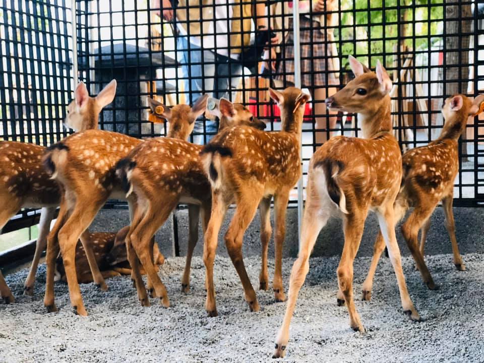 台灣梅花鹿 梅花鹿樂園 台灣梅花鹿樂園 斑比山丘 張美阿嬤農場 山腳鹿場水鹿之家 山腳鹿場 鹿羽松牧場 鹿境 鹿境梅花鹿生態園區