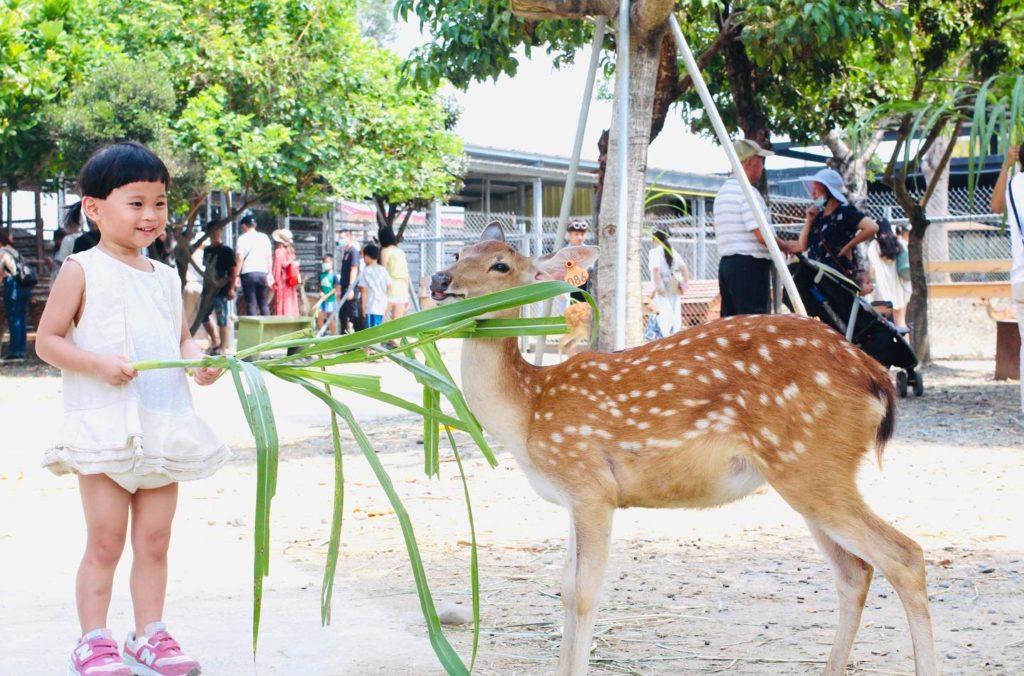 台灣梅花鹿 梅花鹿樂園 台灣梅花鹿樂園 斑比山丘 張美阿嬤農場 山腳鹿場水鹿之家 山腳鹿場 鹿羽松牧場 鹿境 鹿境梅花鹿生態園區