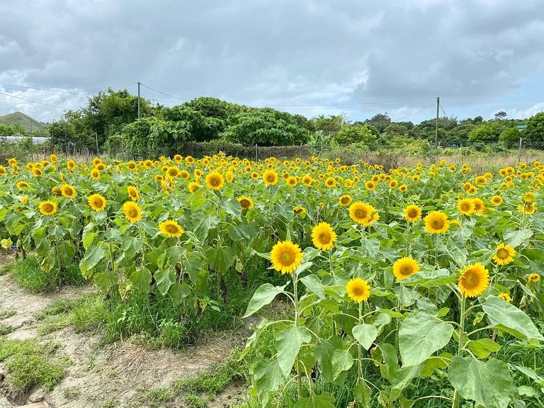 元朗 信芯園 太陽花 向日葵