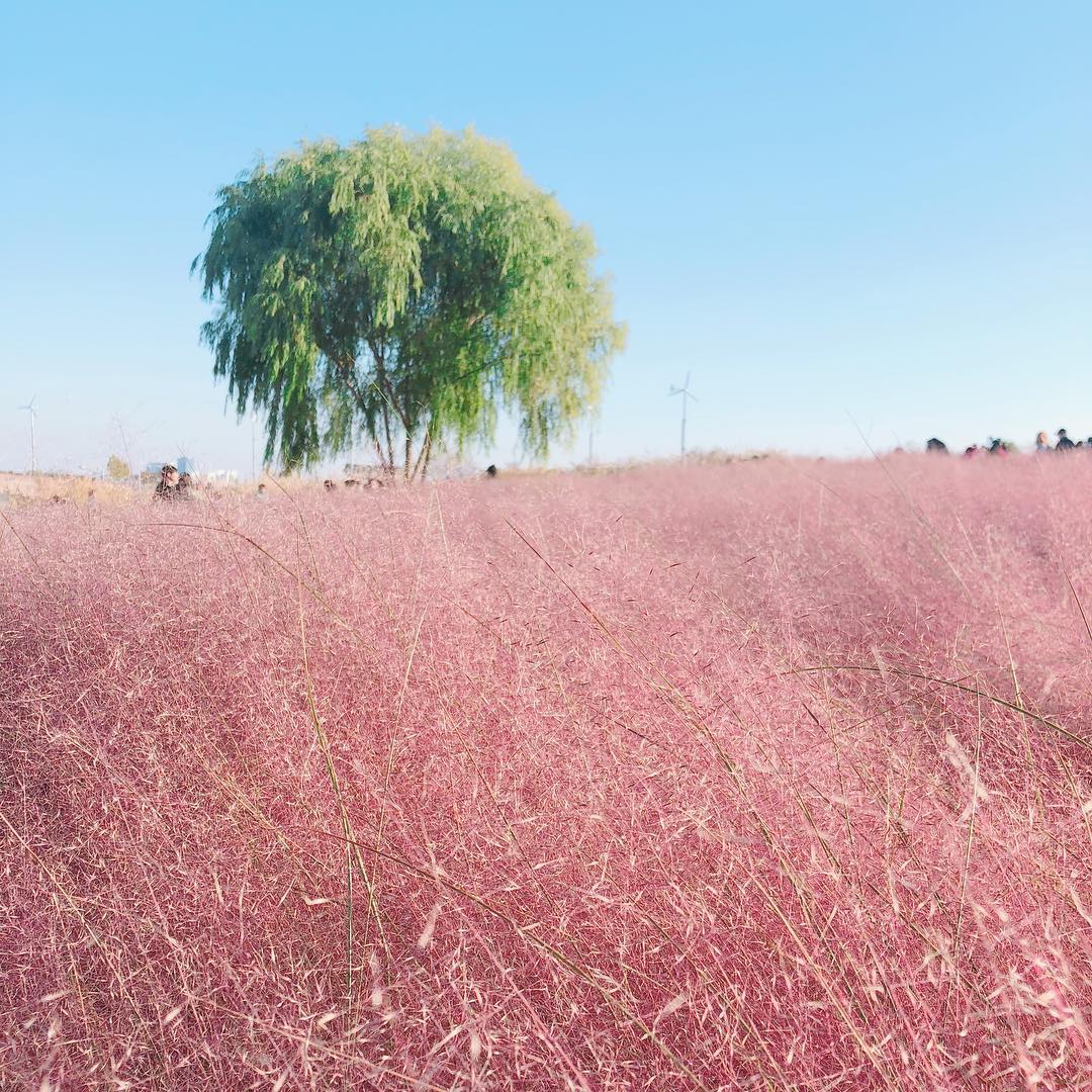 韓國粉黛亂子草 韓國粉紅芒草 粉黛亂子草 粉紅芒草 韓國9月 韓國10月 首爾 天空公園 하늘공원 首爾紫芒節 서울억새축제 韓國賞花 韓國賞花景點 韓國好去處 韓國慶典 韓國必去 韓國 花 韓國打卡