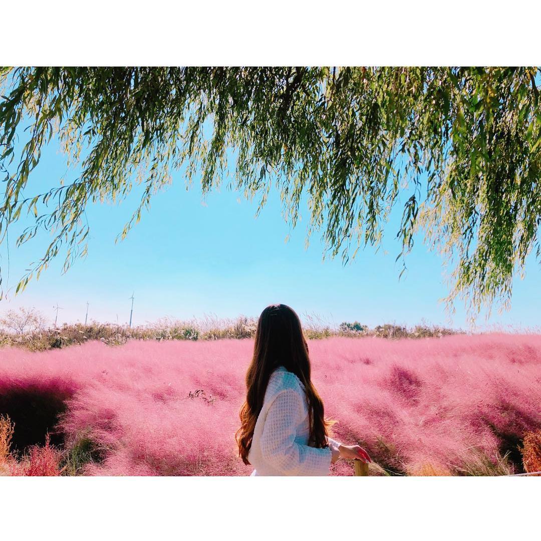 韓國粉黛亂子草 韓國粉紅芒草 粉黛亂子草 粉紅芒草 韓國9月 韓國10月 首爾 天空公園 하늘공원 首爾紫芒節 서울억새축제 韓國賞花 韓國賞花景點 韓國好去處 韓國慶典 韓國必去 韓國 花 韓國打卡