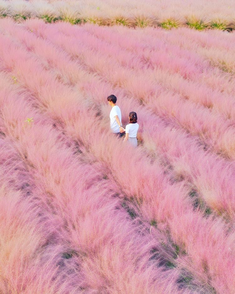 南投景點 南投集集 粉紅芒草 開花 粉黛亂子草 花期 賞花景點 和平快樂田園