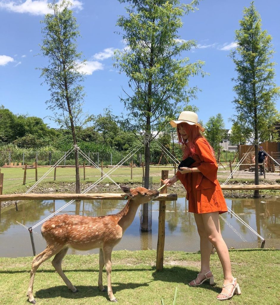 台灣梅花鹿 梅花鹿樂園 台灣梅花鹿樂園 斑比山丘 張美阿嬤農場 山腳鹿場水鹿之家 山腳鹿場 鹿羽松牧場 鹿境 鹿境梅花鹿生態園區