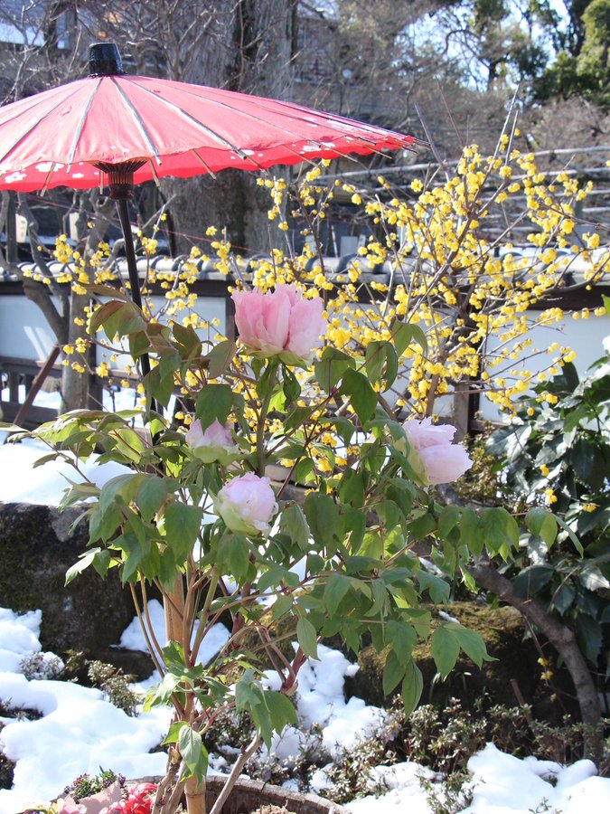 牡丹景點 賞花必去 日本賞花 日本冬牡丹 日本寒牡丹