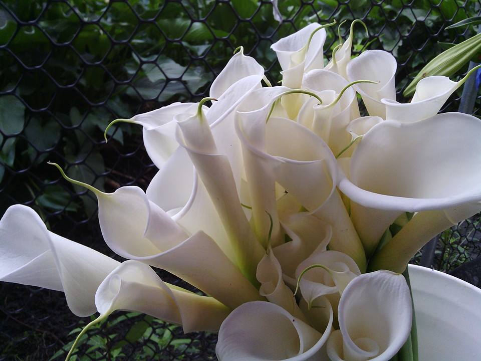 五結神秘海芋田