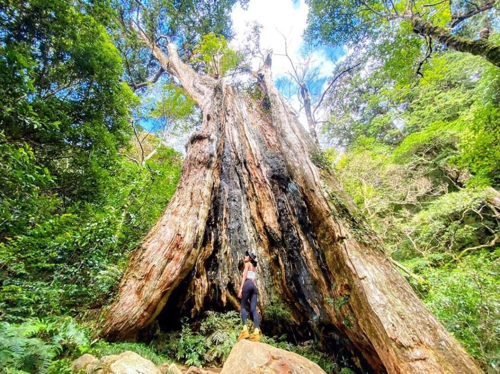 北得拉曼巨木步道