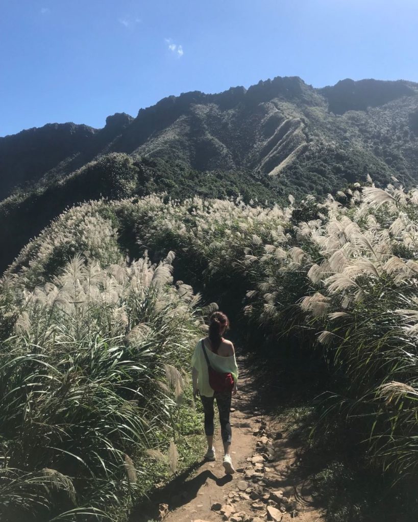 茶壺山芒草