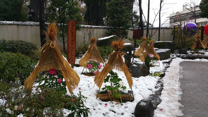 牡丹 寒牡丹 冬牡丹 peony 上野東照宮 東京 日本牡丹
