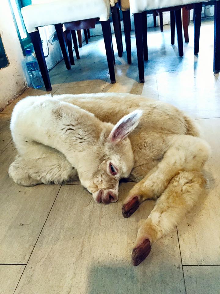 台灣動物餐廳 新北動物餐廳 台灣草泥馬 新北草泥馬 新北草泥馬餐廳
Oia伊亞藝術咖啡館