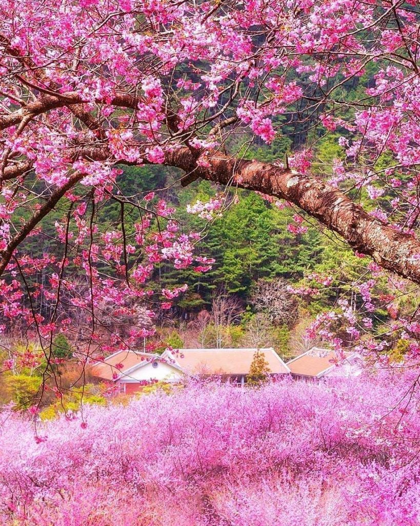 武陵農場櫻花季