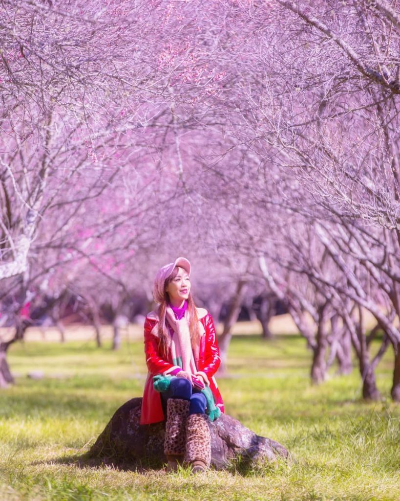 武陵農場櫻花季