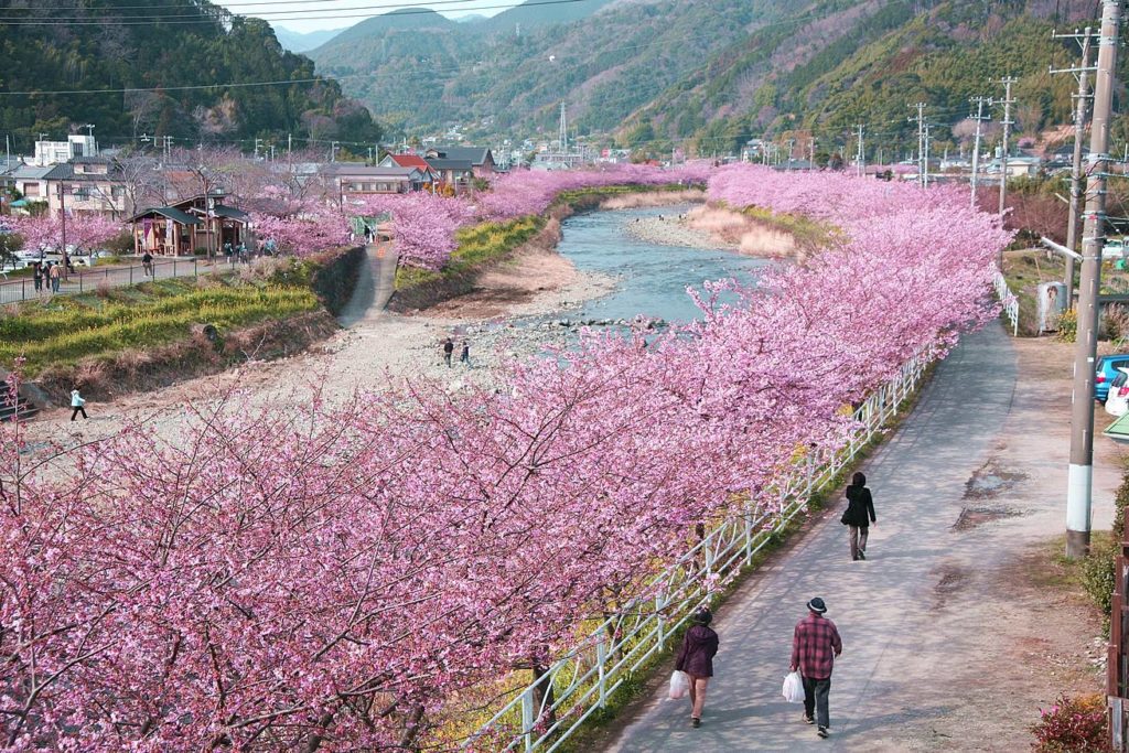 伊豆景點 河津櫻祭 河津桜まつり