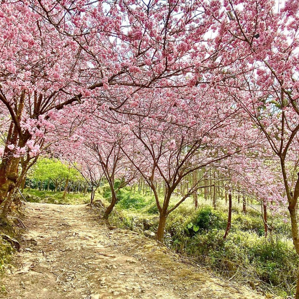 青山坪咖啡農場