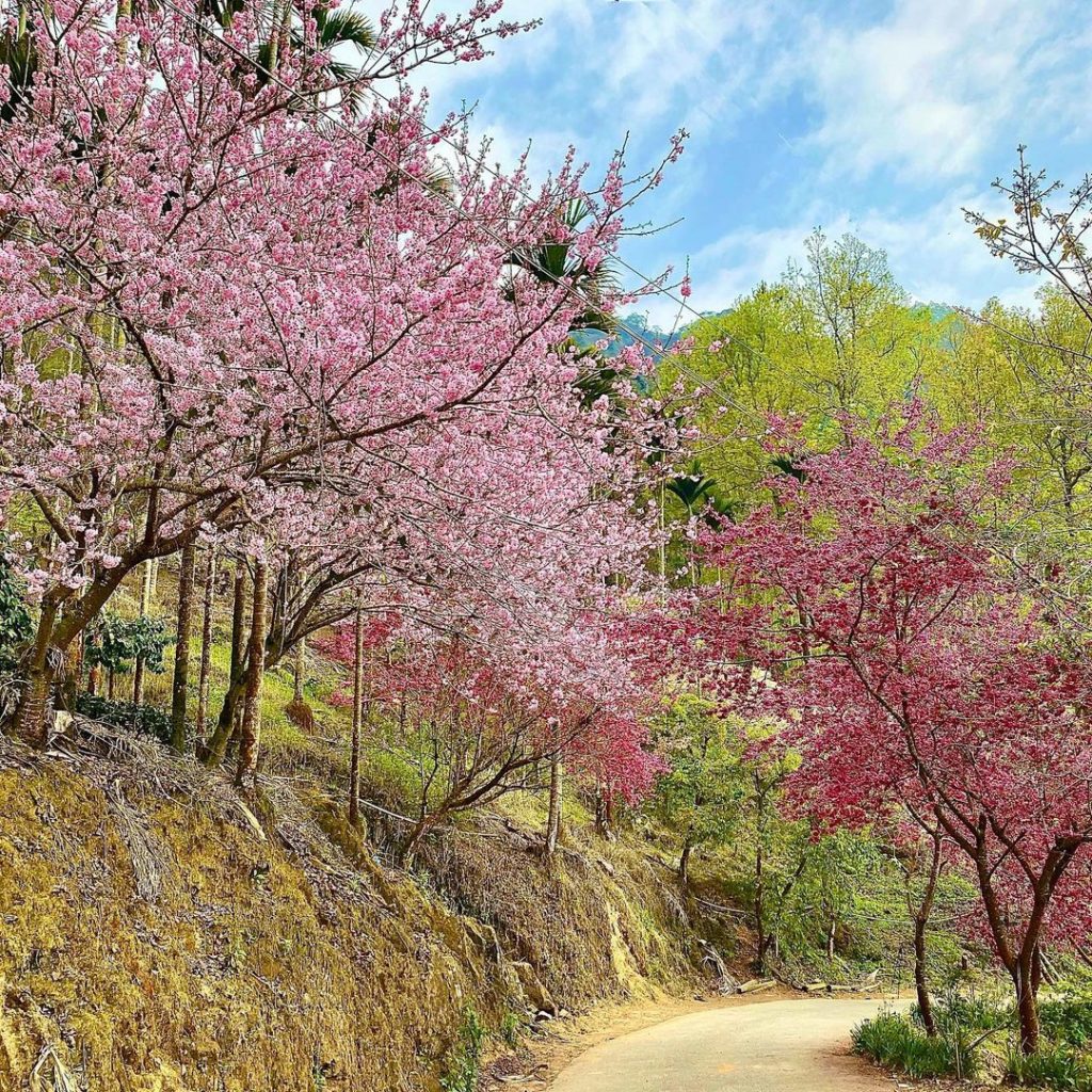 青山坪咖啡農場