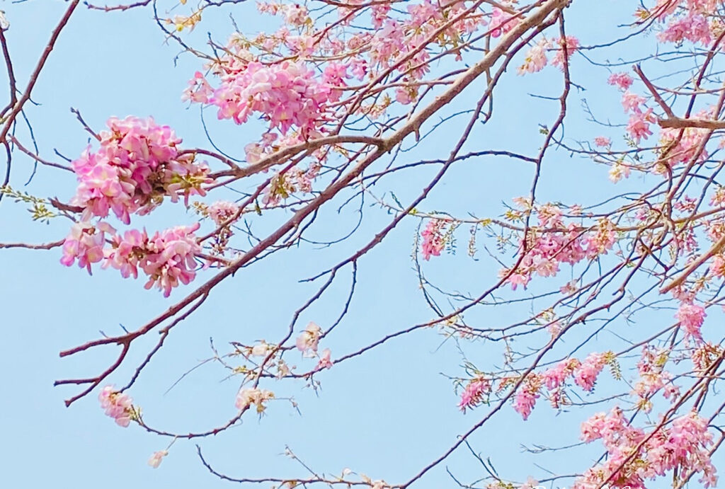 台灣櫻花地點 - 台南烏山頭水庫