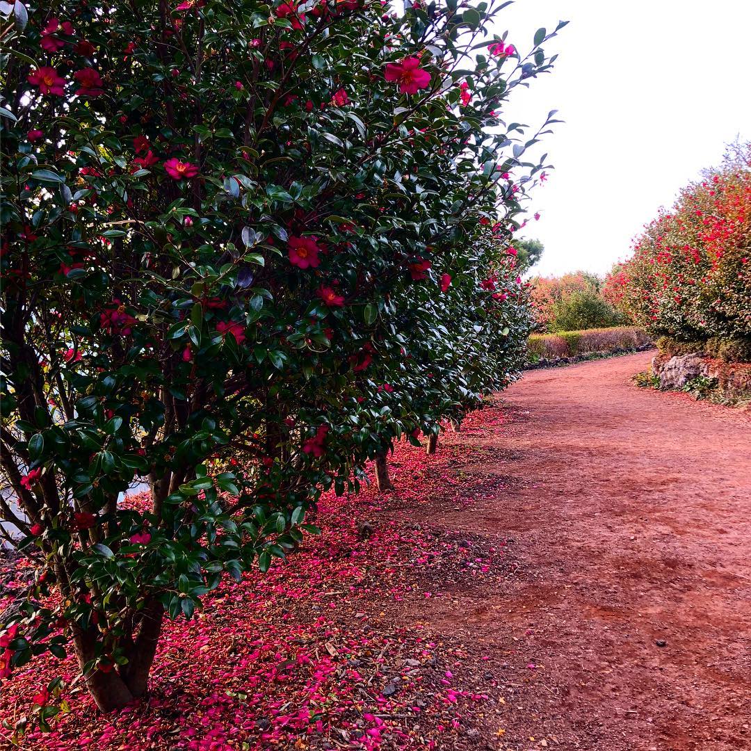 韓國山茶花 山茶花 韓國12月 韓國1月 山茶花之丘 Camellia Hill 카멜리아힐 濟州島 韓國賞花 韓國賞花景點 韓國好去處 韓國慶典 韓國必去 韓國 花 韓國打卡