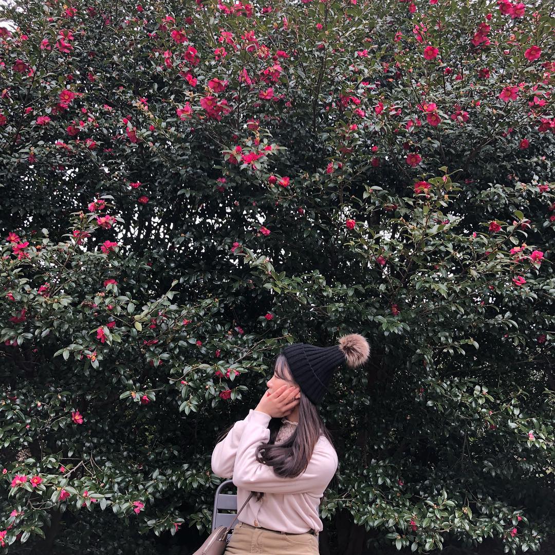 韓國山茶花 山茶花 韓國12月 韓國1月 山茶花之丘 Camellia Hill 카멜리아힐 濟州島 韓國賞花 韓國賞花景點 韓國好去處 韓國慶典 韓國必去 韓國 花 韓國打卡