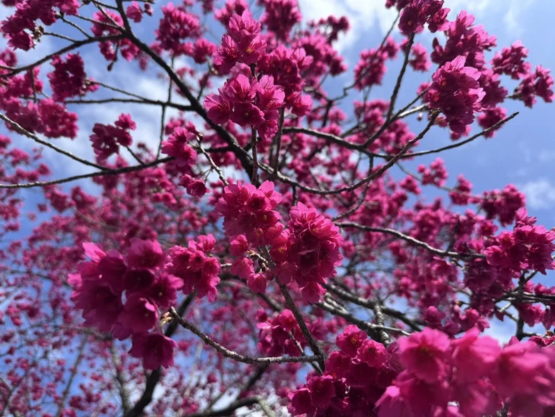 台灣櫻花地點 - 奧萬大森林遊樂區