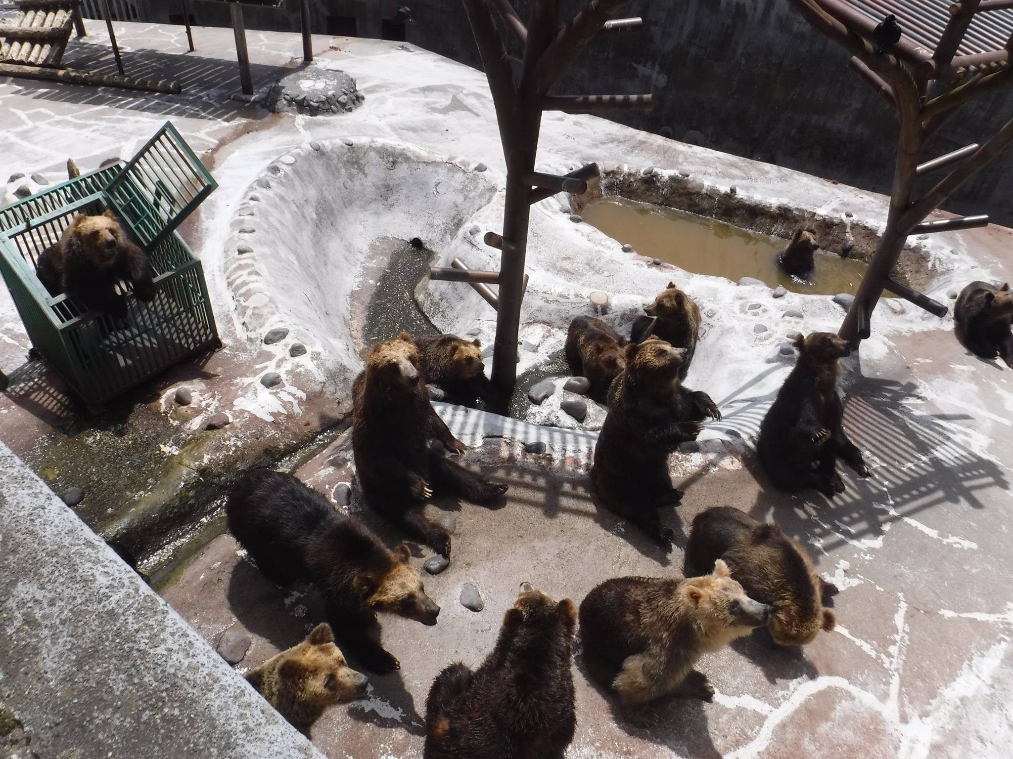 登別棕熊牧場（のぼりべつクマ牧場）登別溫泉 登別温泉 noboribetsu onsen｜札幌景點 札幌交通 札幌購物 札幌行程 札幌自由行 札幌美食 北海道 Hokkaido 北海道道央景點 北海道自助遊 北海道自由行 北海道景點 道央景點 北海道交通