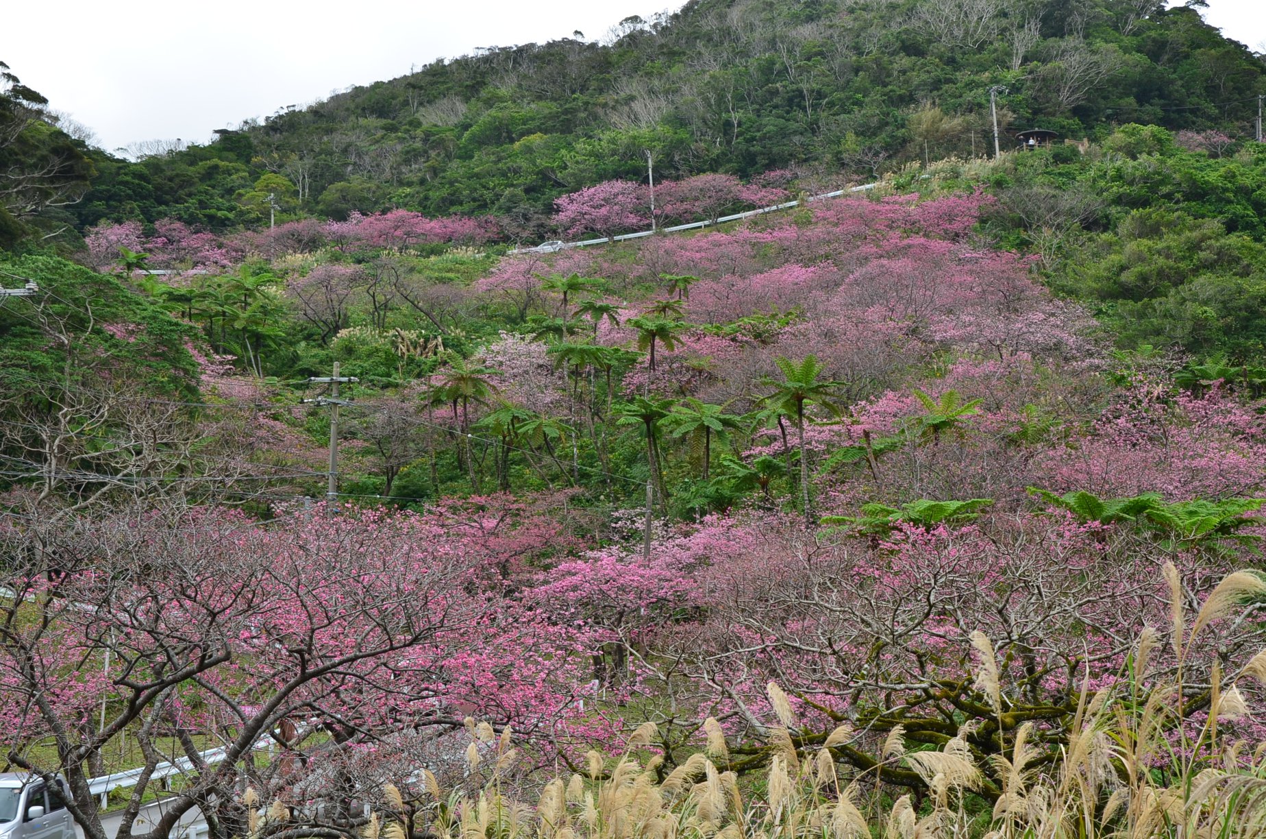 本部八重岳櫻花祭(もとぶ八重岳桜まつり)|沖繩冬天 沖繩好去處 沖繩櫻花 沖繩景點 沖繩1月 沖繩2月 沖繩櫻花祭 八重岳櫻花祭 沖繩本部櫻花祭