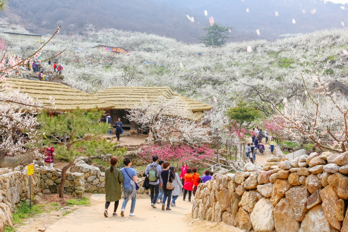 【韓國全年賞花攻略】一文看櫻花、油菜花、繡球花、紅葉、粉黛亂子草花期!(內附賞花景點交通教學)