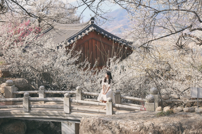 韓國梅花 梅花 韓國3月 全羅南道光陽市蟾津江梅花村 光陽梅花節 광양 매화축제 韓國賞花 韓國賞花景點 韓國好去處 韓國慶典 韓國必去 韓國 花 韓國打卡