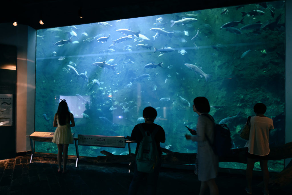 台灣墾丁景點 墾丁自由行 墾丁海生館 墾丁海生館前往交通 墾丁海生館的夜宿活動 墾丁海生館的門票 墾丁街車前往墾丁海生館 墾丁景點 墾丁親子景點