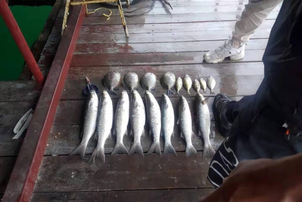 三門仔 三門仔小巴 三門仔碼頭 三門仔魚排 大埔三門仔 摸蜆 摸蜆季節 馬屎洲 馬屎洲自然教育徑 香港地質公園 連島沙洲 鹽田仔 74k 巴士 20k 小巴