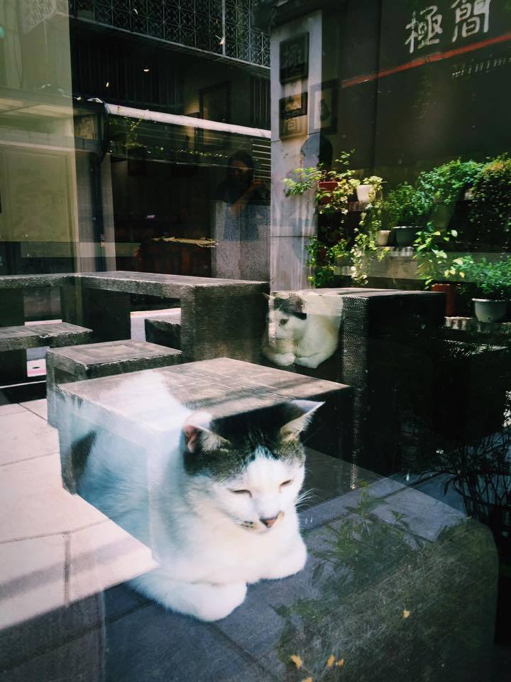 台北貓cafe 台北貓咪咖啡廳 台北咖啡店 台北貓奴 台北貓餐廳 台北貓中途 台北貓領養 台北貓住宿 貓孩在極簡（極簡咖啡館） 師大夜市貓cafe