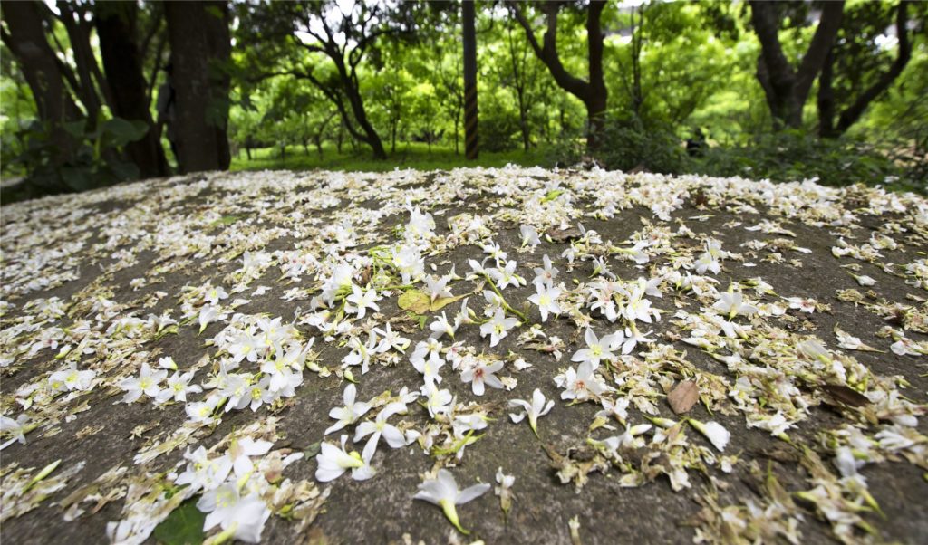 新竹桐花 新竹油桐花 新竹賞桐花 新竹桐花時間 新竹桐花季節 新竹桐花5月 湖口仁和步道