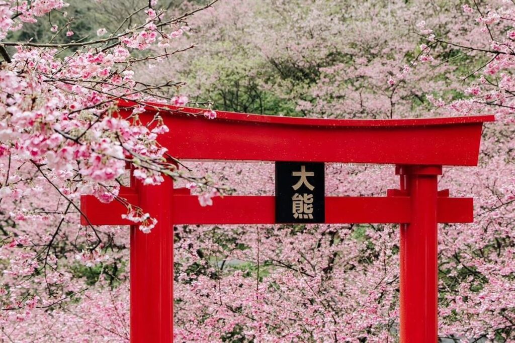 台灣櫻花地點 - 三峽大熊櫻花林