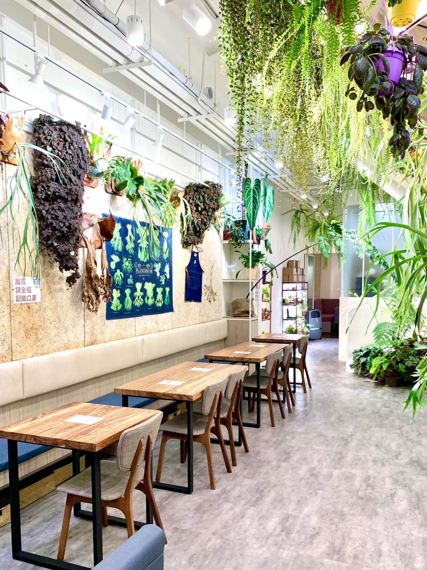 Vittaria Café 書帶蕨