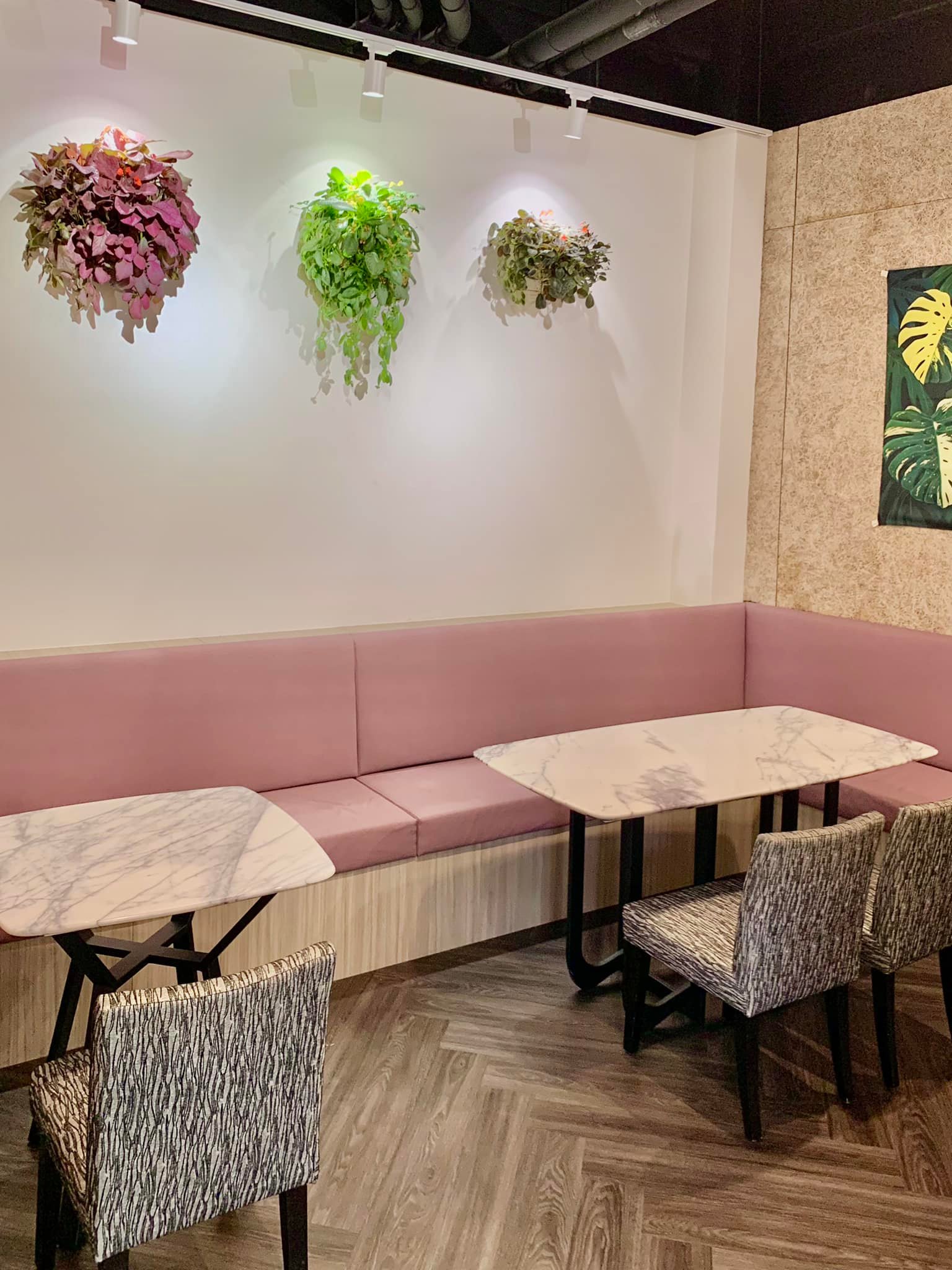 Vittaria Café 書帶蕨