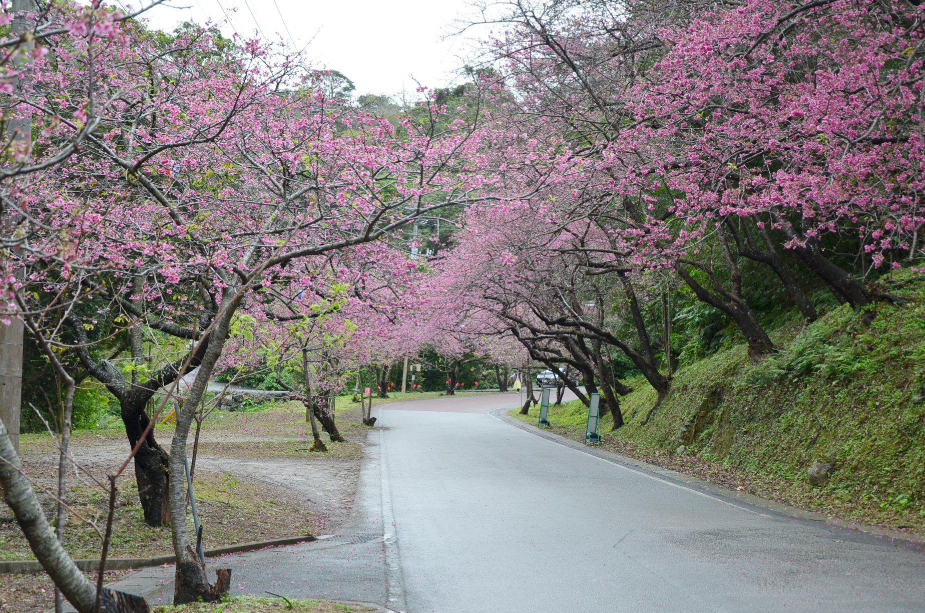 本部八重岳櫻花祭(もとぶ八重岳桜まつり)|沖繩冬天 沖繩好去處 沖繩櫻花 沖繩景點 沖繩1月 沖繩2月 沖繩櫻花祭 八重岳櫻花祭 沖繩本部櫻花祭