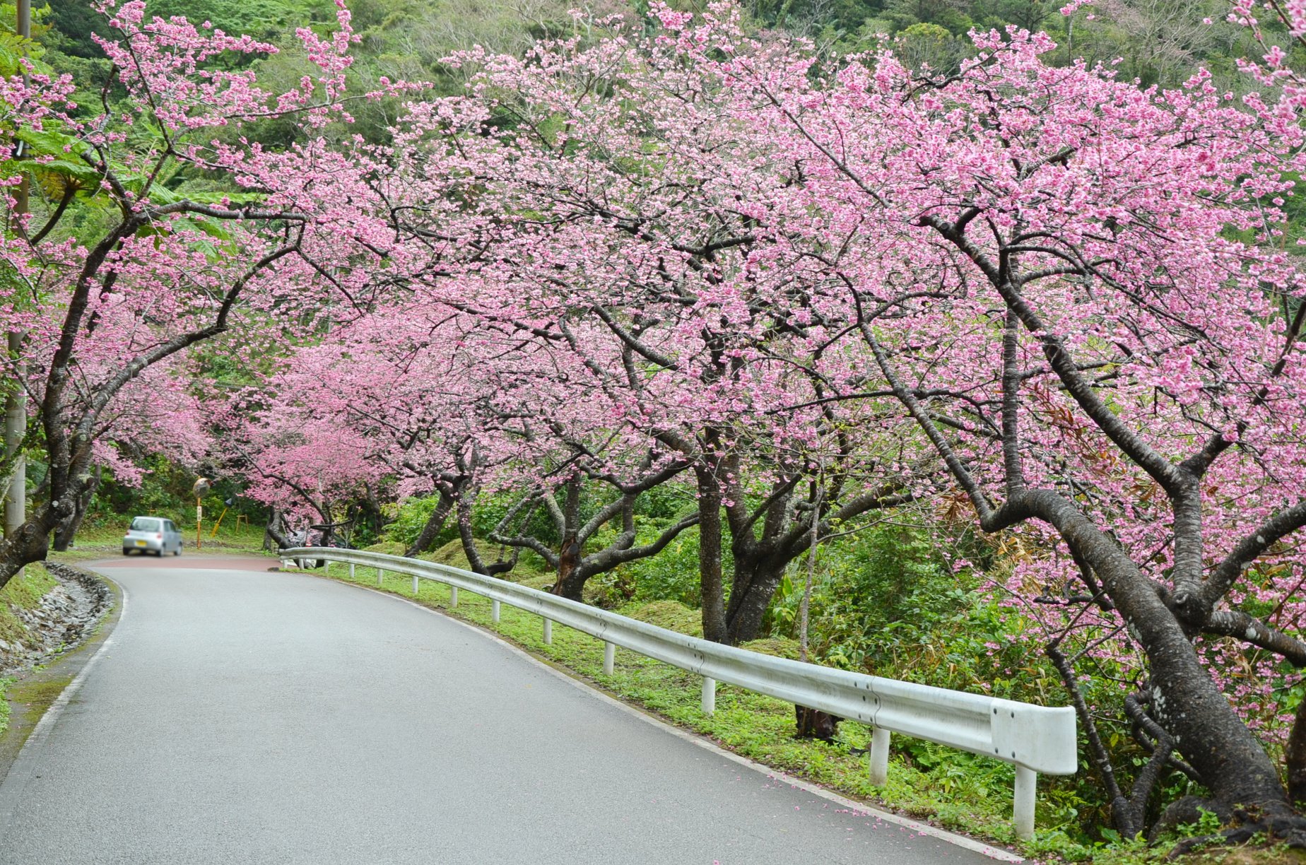 本部八重岳櫻花祭(もとぶ八重岳桜まつり)|沖繩冬天 沖繩好去處 沖繩櫻花 沖繩景點 沖繩1月 沖繩2月 沖繩櫻花祭 八重岳櫻花祭 沖繩本部櫻花祭