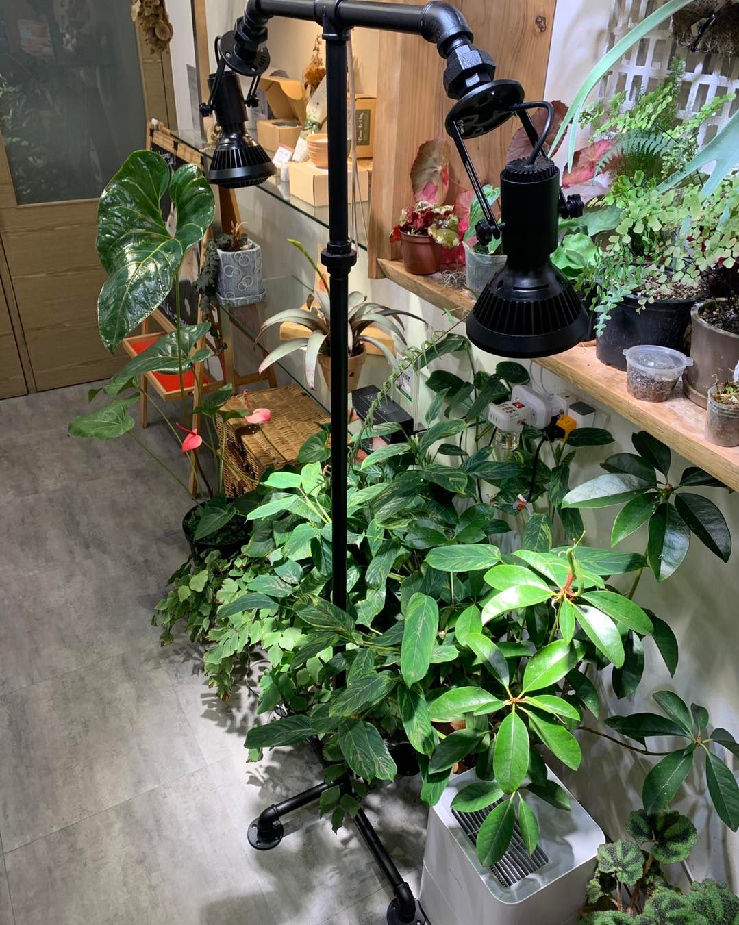 Vittaria Café 書帶蕨