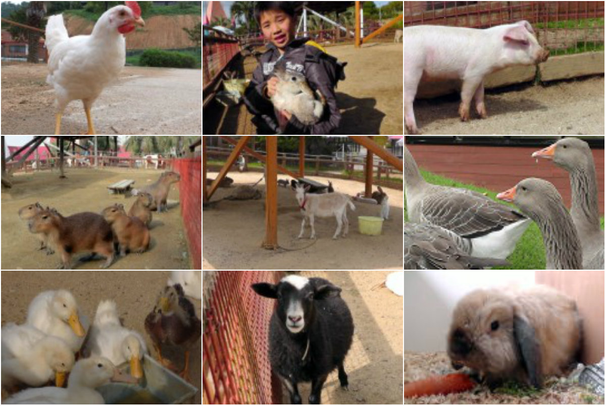 大阪親子 世界牧場 親親小動物
