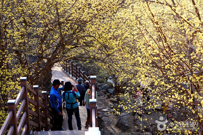 韓國山茱萸 山茱萸 韓國3月 求禮山茱萸慶典 구례산수유꽃축제 광양 매화축제 韓國賞花 韓國賞花景點 韓國好去處 韓國慶典 韓國必去 韓國 花 韓國打卡